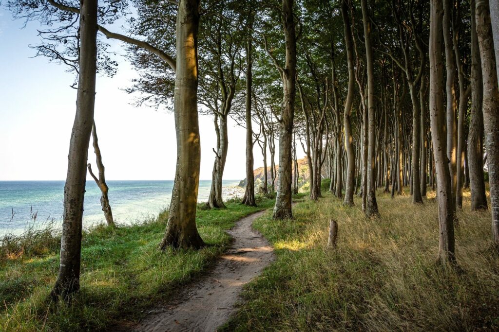Weg durch den Küstenwald zum Radfahren und Wandern in Rerik