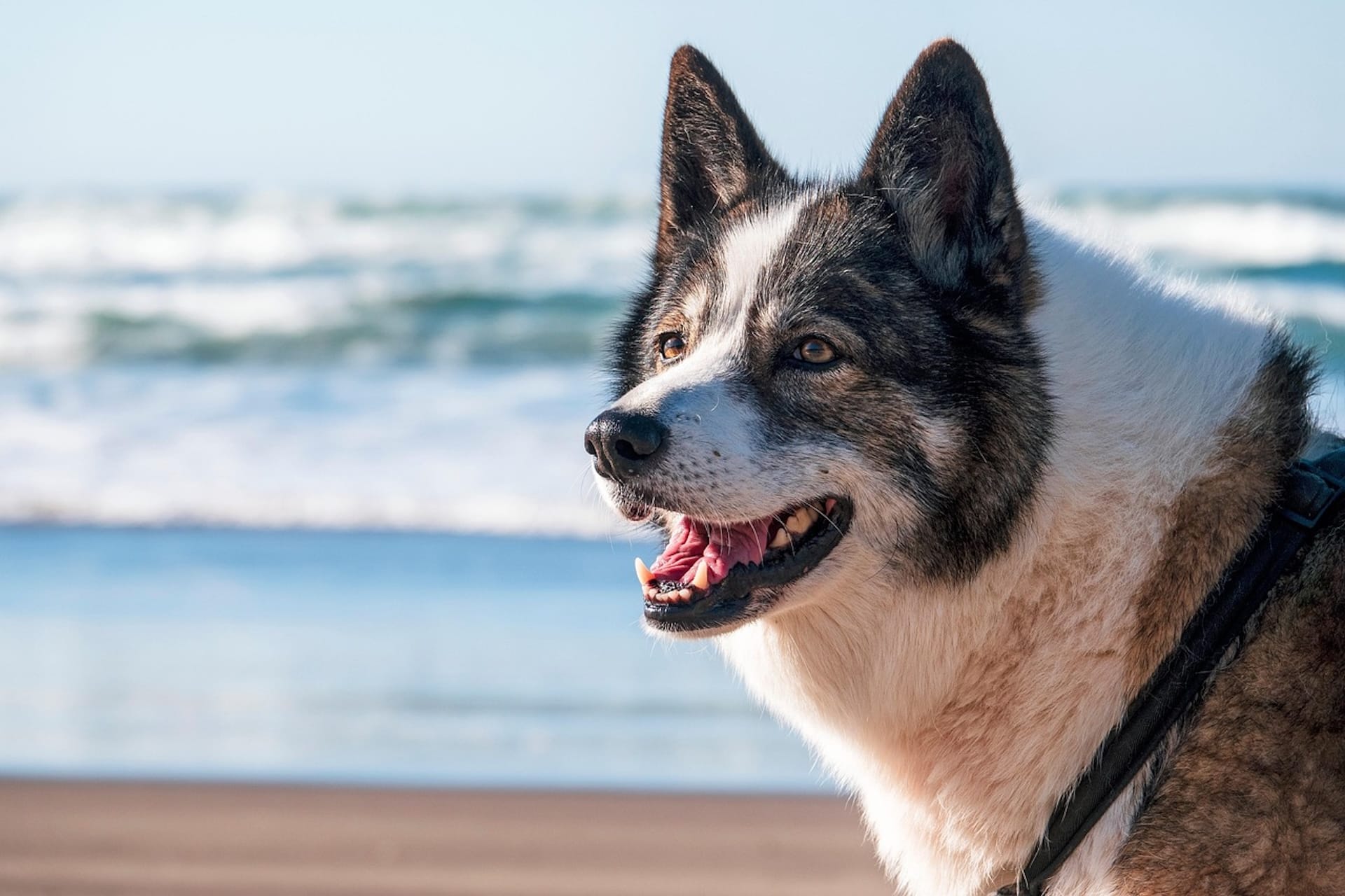 Urlaub mit Hund in Rerik Titelbild